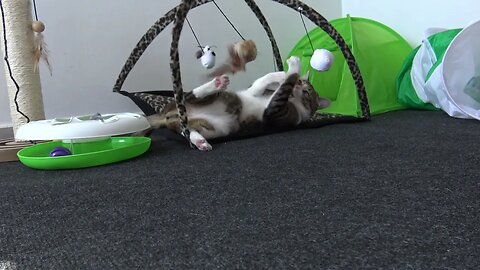 This New Toy Keeps the Cat Busy