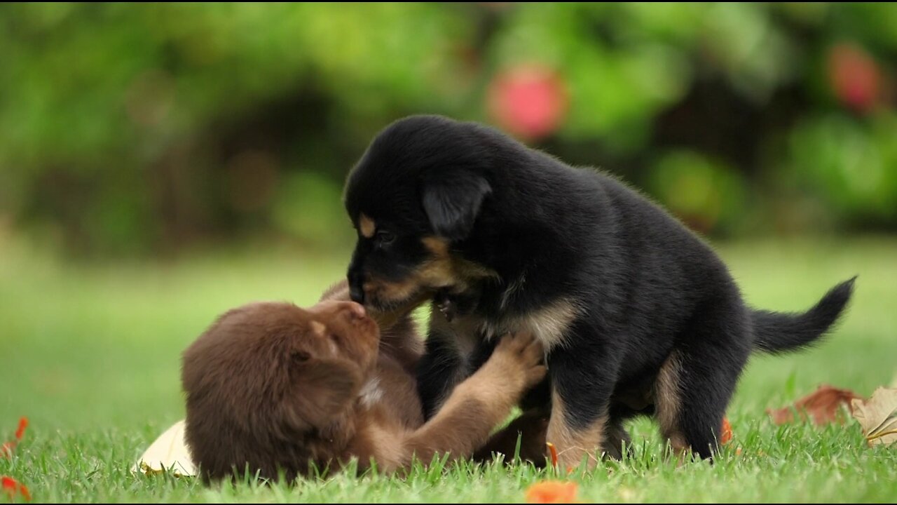 Two small dogs playing in the garden