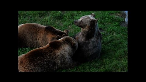 Linda Família de Urso Pardo Europeu