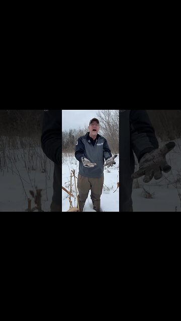 Use Clover to bring in the Bucks #deer #deerhunting #biology #foodplot #hunting #shorts