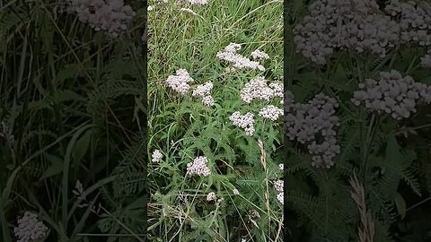 yarrow