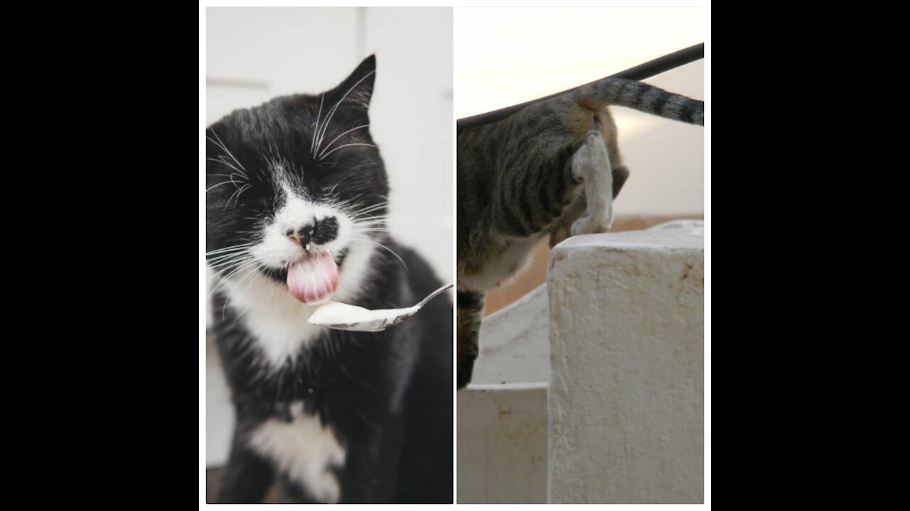 A pregnant cat jumps off stairs and eats cheese on the spoon