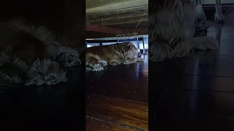 #dogshow , #animals , #dogs , #shorts