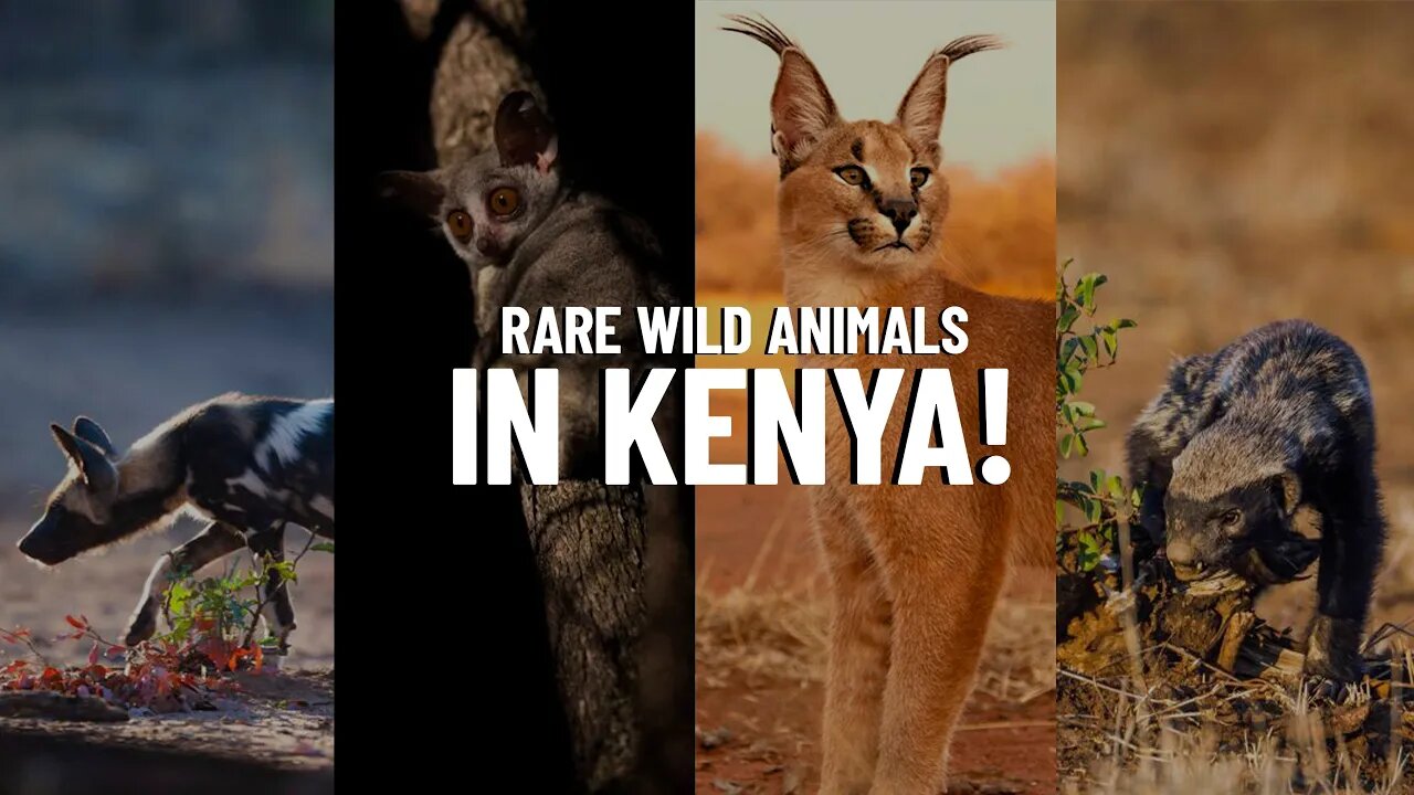 10 Rare, Unusual, and Exotic Animals You Can Spot in Kenya!