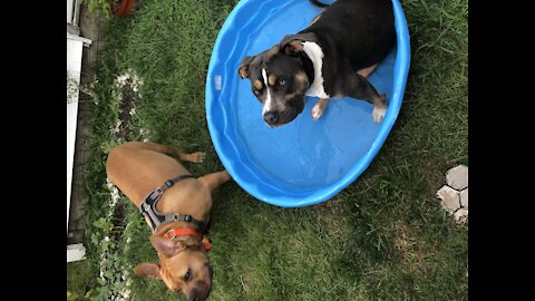 Funny Dog Hanging Out In The Pool, SO CUTE...