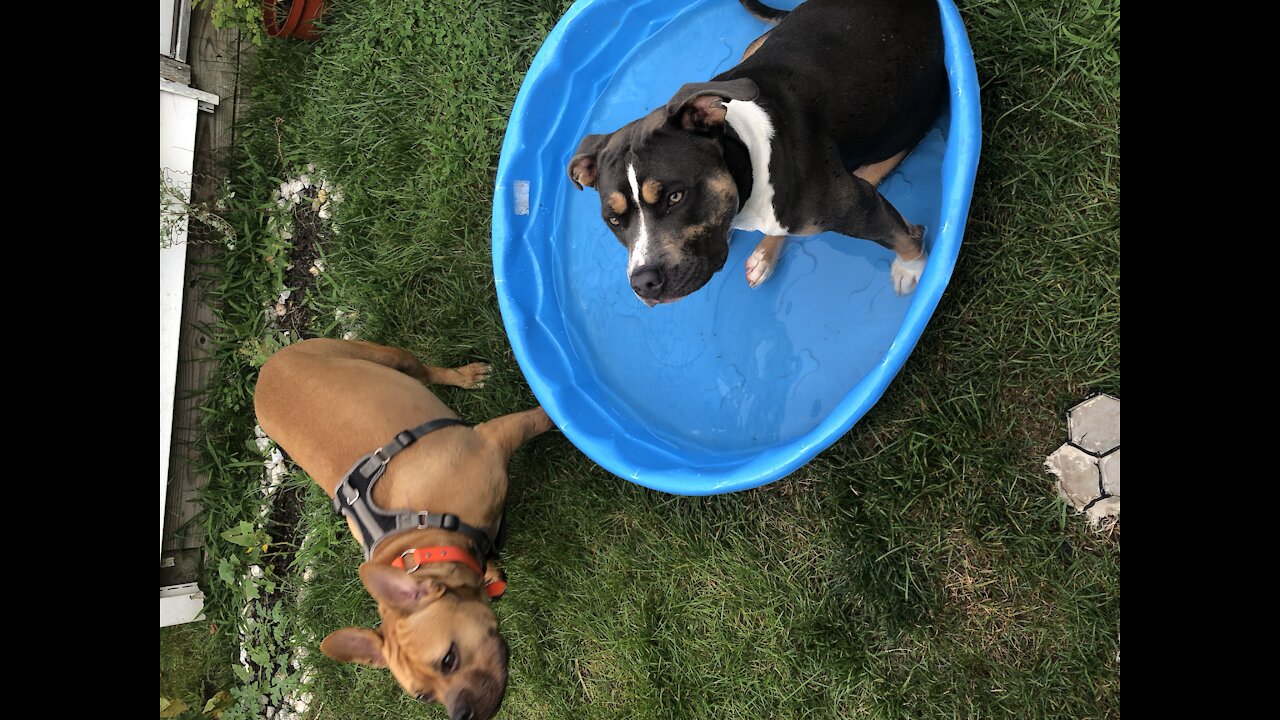 Funny Dog Hanging Out In The Pool, SO CUTE...