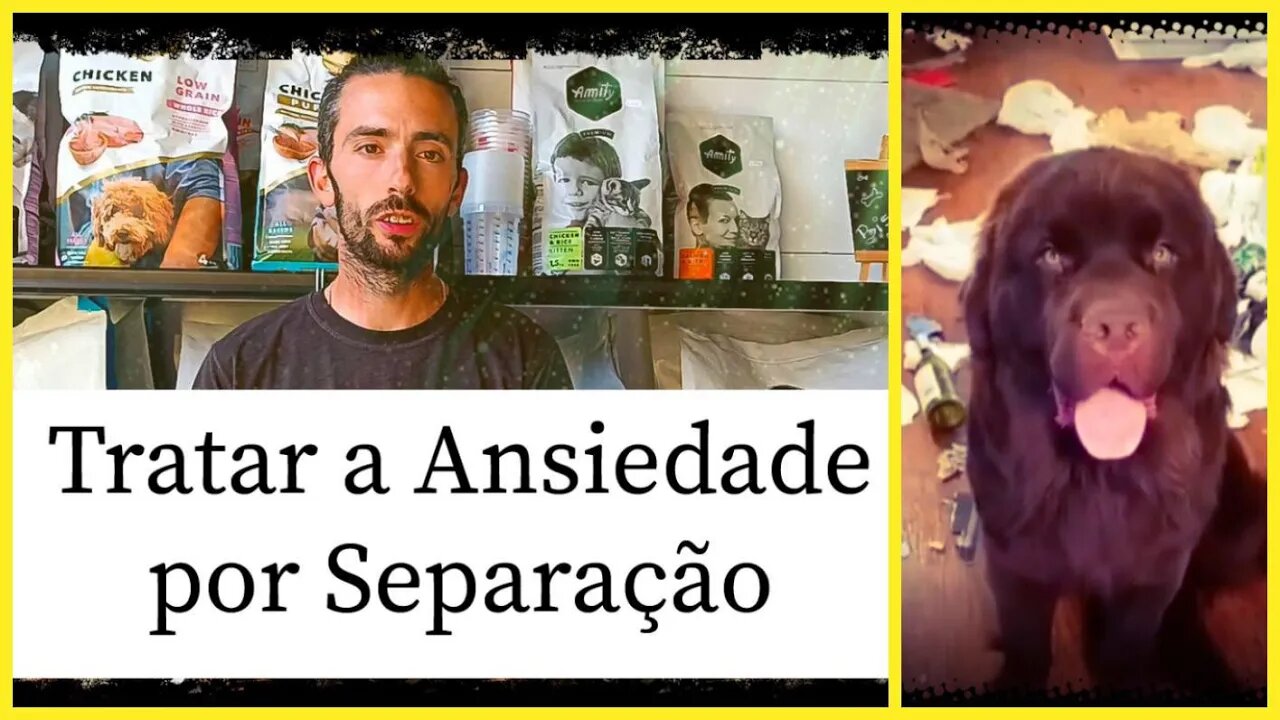 Superar a Ansiedade por Separação nos Cães: Conselhos e Estratégias Eficazes