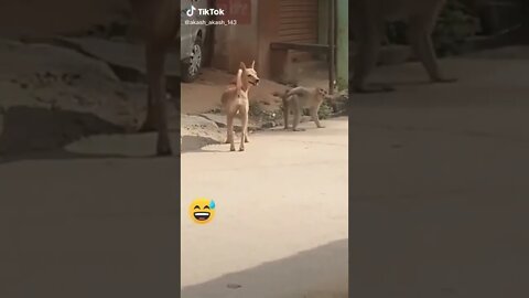 Super Funny Animal Video