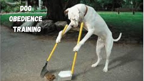 Dog Obedience Training