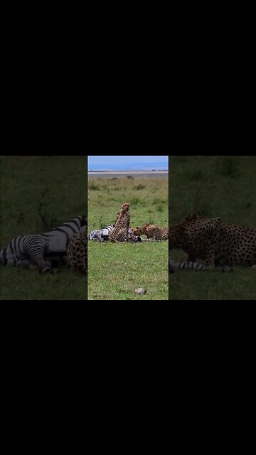 Cheetah Coalition Feast On A Zebra #shorts | #ShortsAfrica