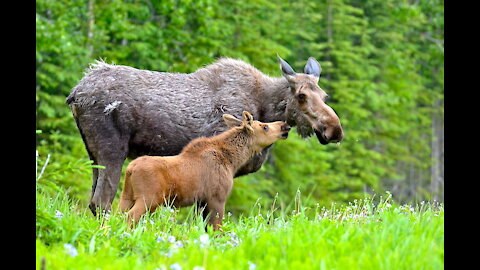 Lucy the Alaska Moose Returns