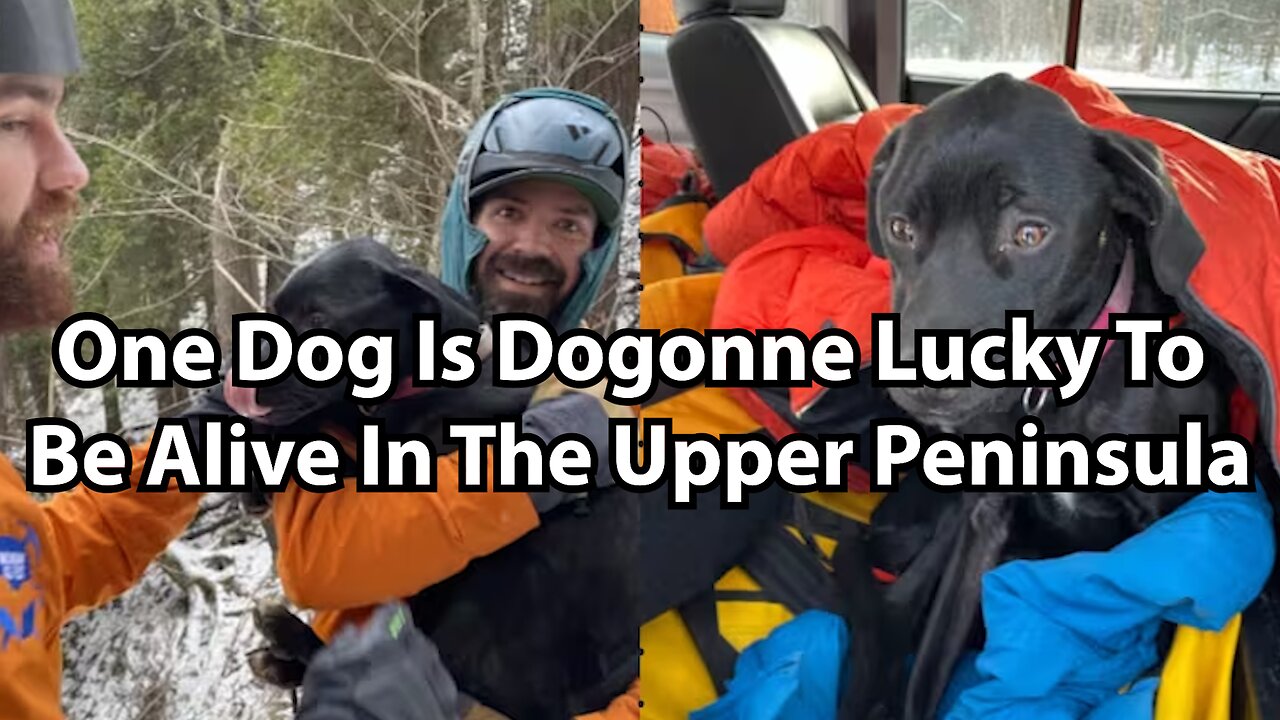 One Dog Is Dogonne Lucky To Be Alive In The Upper Peninsula