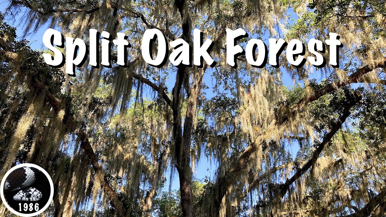 Hiking Split Oak Forest, Florida