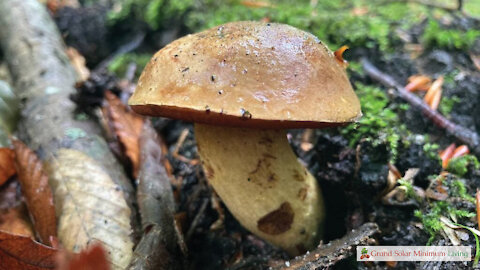 Foraging Wild Mushrooms in Drought Conditions