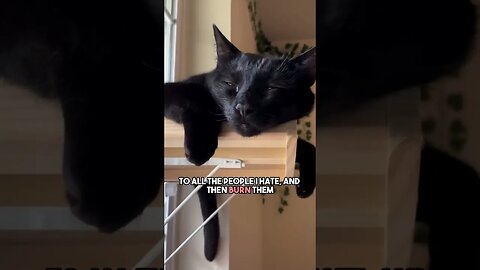 What do i do? #cat #blackcat #catlover #repost #darkhumor #leonthecatdad #joke #sarcasm #therapy