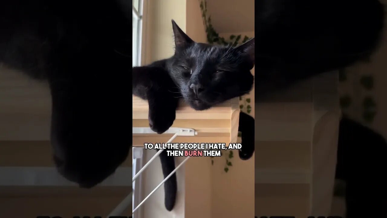 What do i do? #cat #blackcat #catlover #repost #darkhumor #leonthecatdad #joke #sarcasm #therapy
