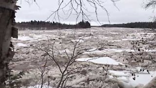 De la glace venue de l'Arctique s'écoule dans une rivière canadienne