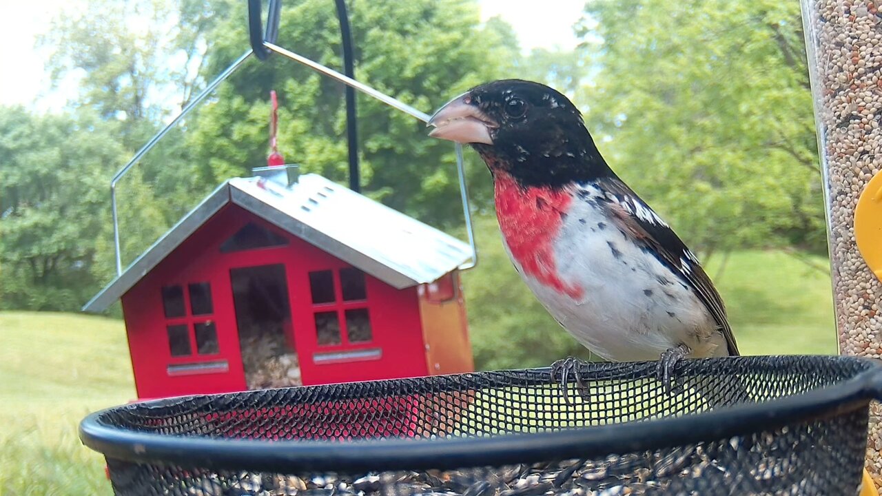 Rose Breasted Grosbeak Falls In Love