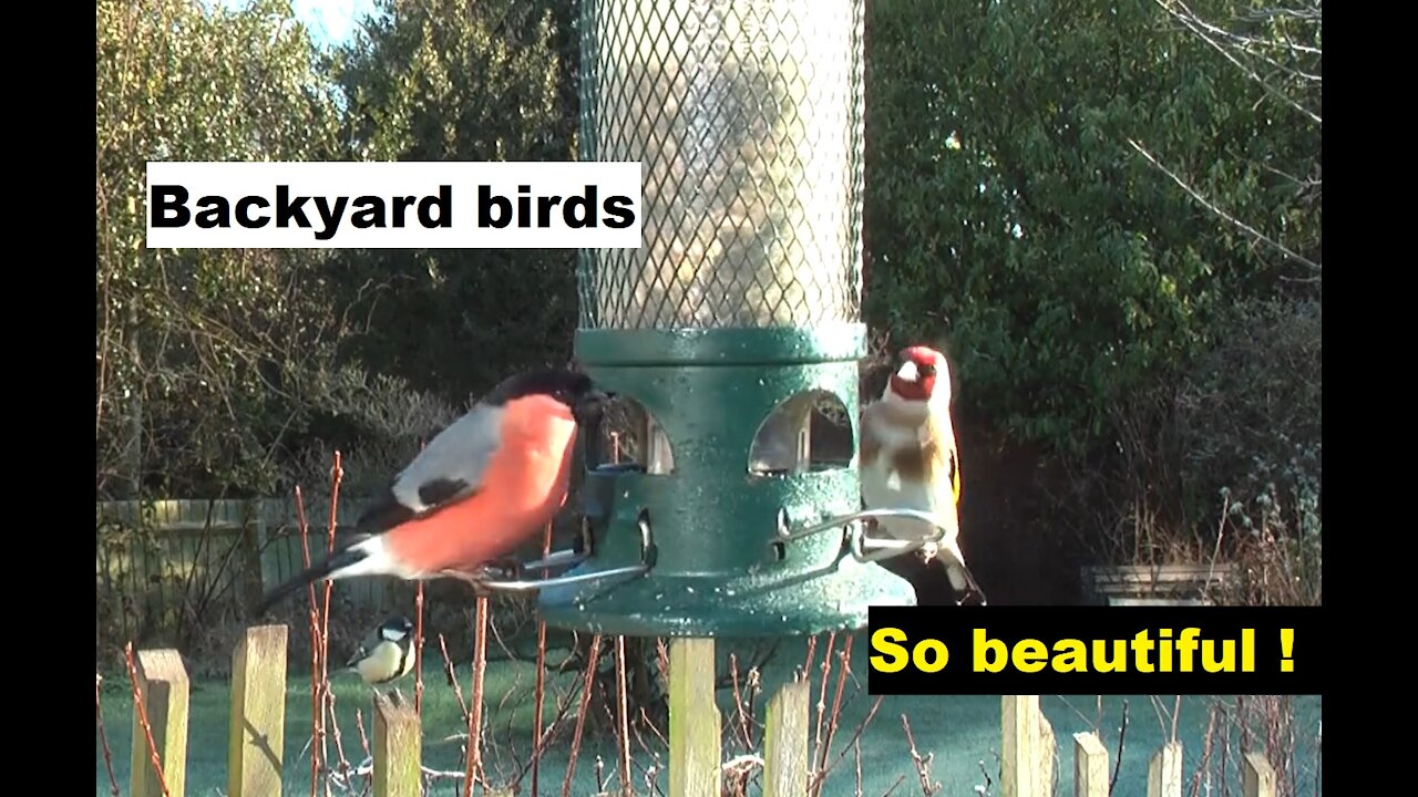 Birds in the bird feeder