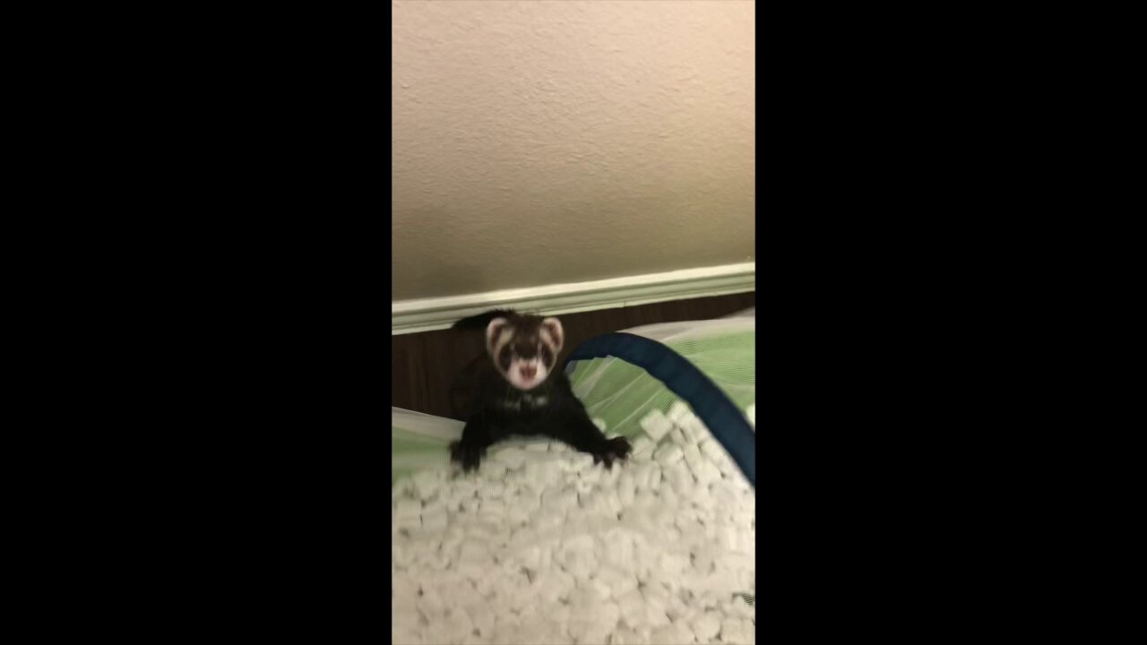 Ferrets Playing in Styrofoam Peanuts