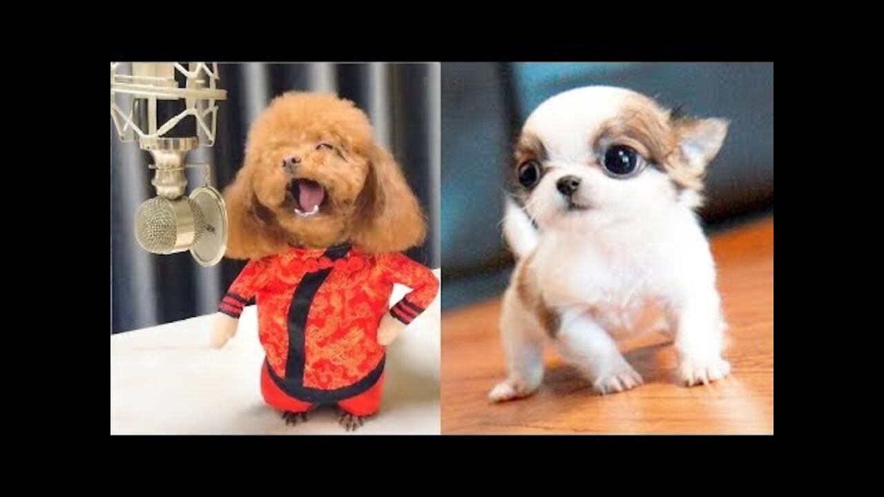 Funny Dog Vids Try NOT to Laugh