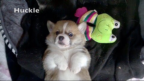 Maple's Litter Week 5