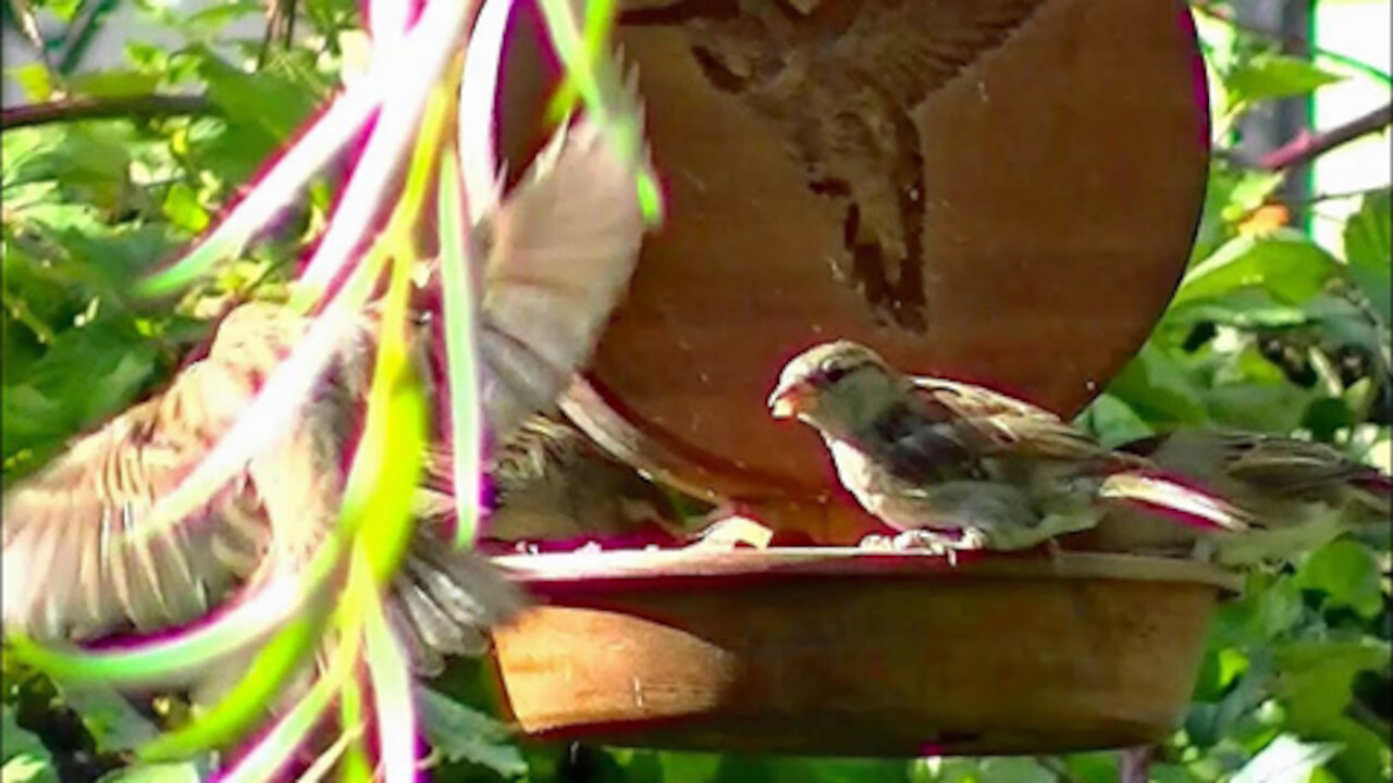 IECV NV #172 - 🐤 Female House Sparrow Bites At Male House Sparrow Quick Look At Squirrel 🐿️ 9-8-2015