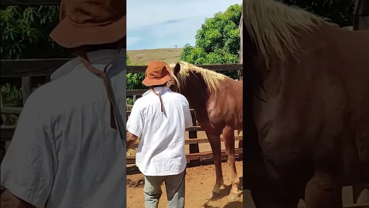 Vaqueiro PO Com O Cavalo