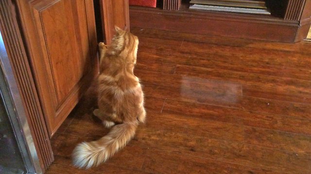 Clever Cat opens cabinet to get his squeaky toy mouse