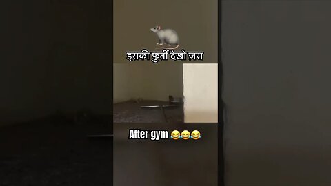 rat after gym #shorts #short #viral #gym #trending #funny #funnyvideo #ytshorts #cringe #workout