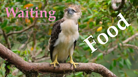 An Eagle Is Filmed Waiting For The Rain To Stop