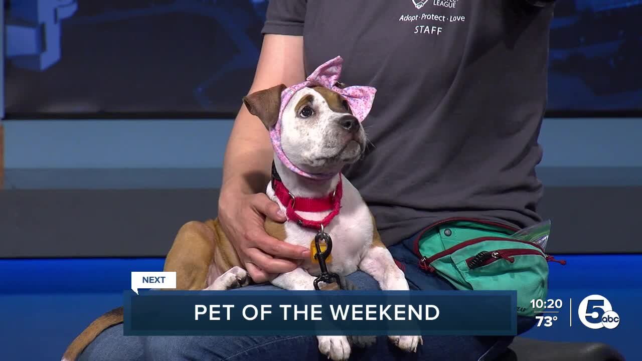 Cleveland APL Pet of the Week: Lovebug