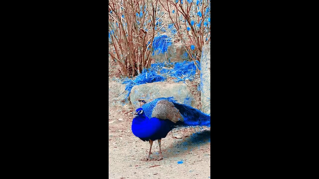 Peacock..💙💙