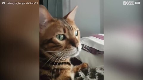 Este gato fica "chateado" sempre que recebe carinho