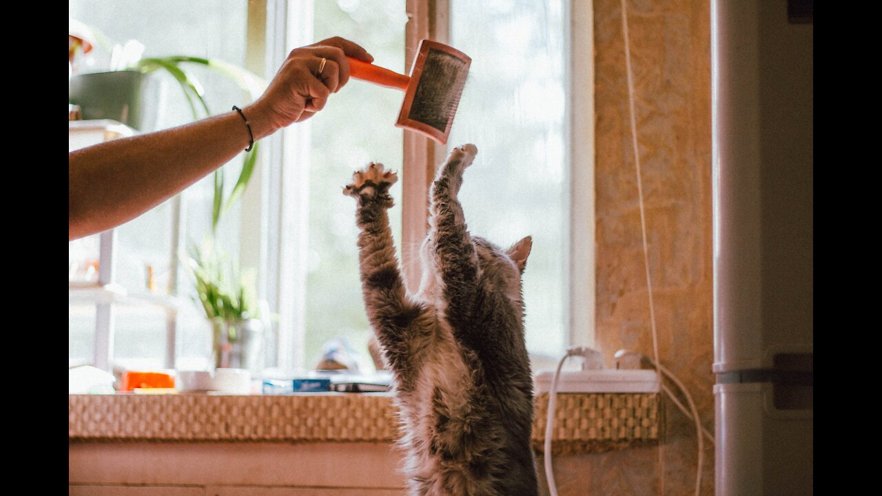 The adventures of cats