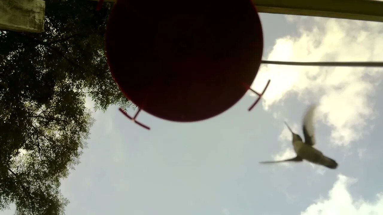 Hummingbird vs. Bee