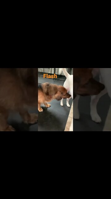 [Shorts 0166] FLASH [#dogs #doggos #doggos #puppies #dogdaycare]