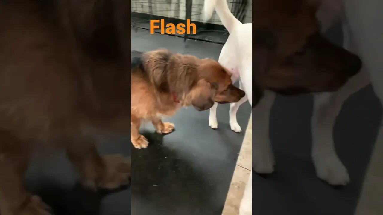 [Shorts 0166] FLASH [#dogs #doggos #doggos #puppies #dogdaycare]