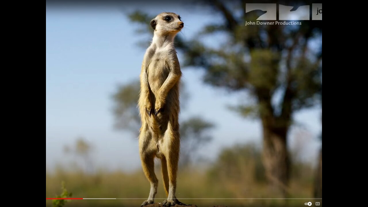 DRONGO TRICKS MEERKATS!