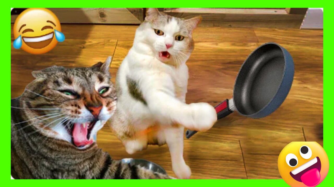 Most funniest🤣 video of cat🐈‍⬛| Epic moment catch on camera | try not to laught😑