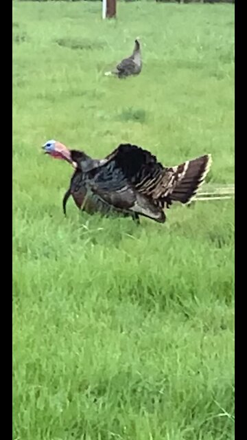 Turkey trying to get a date