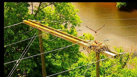 Osprey couple takes care of their nest