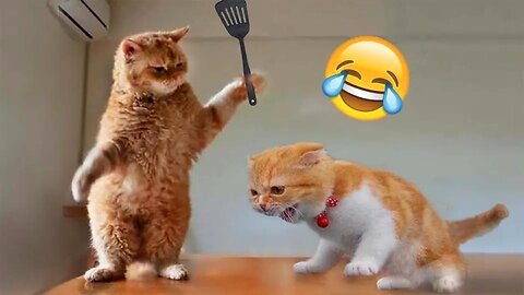 Best Funny Animal Videos