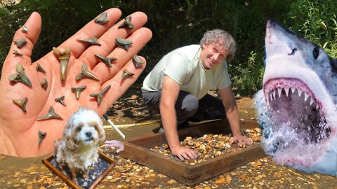 Collecting Sharks Teeth in Creek!