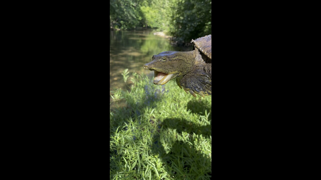 Soft shell turtle