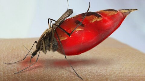 What Happens to Your Blood Inside a Mosquito?