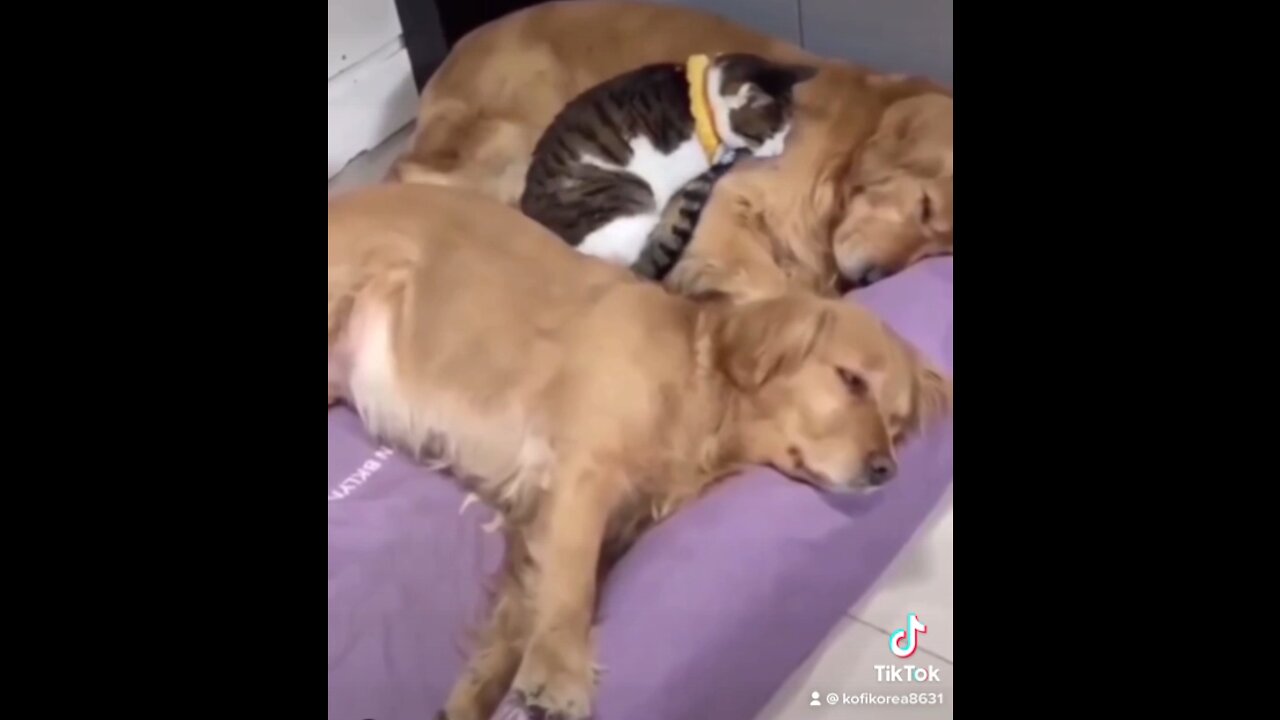 Friendship between cats and dogs