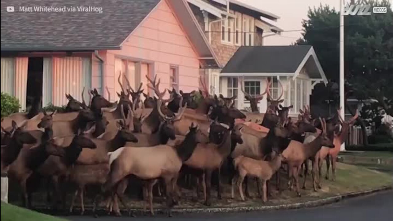 Un troupeau d'orignaux envahit une ville d'Oregon