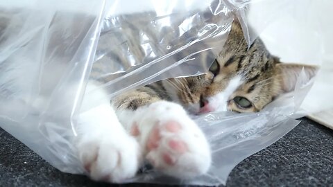 I Ordered a Cat and I Received It Wrapped in Plastic