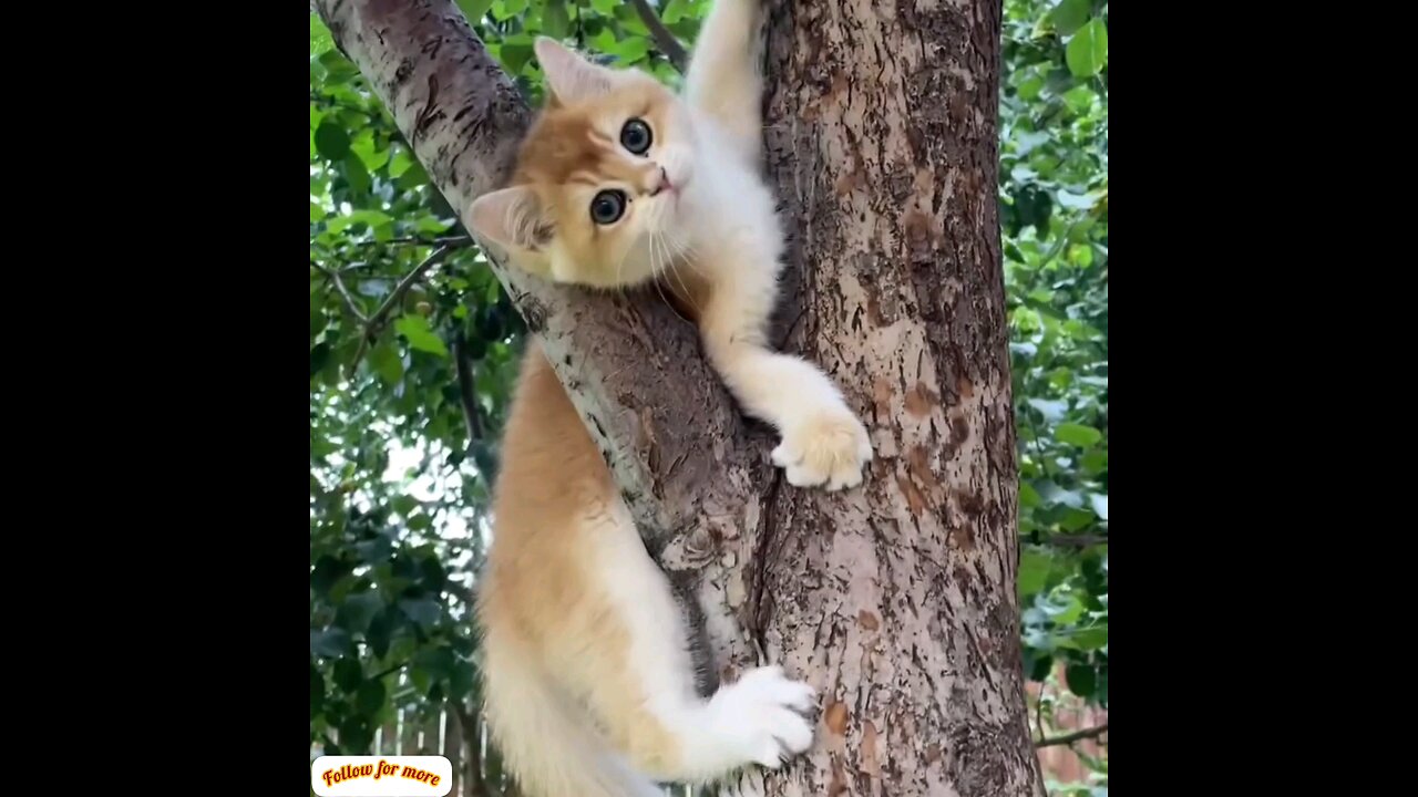 How does the cat come down from the tree?